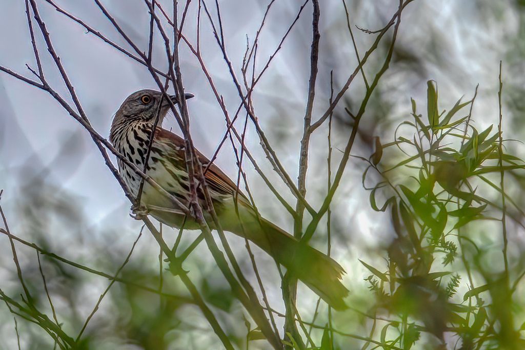 Central Irregular Plains