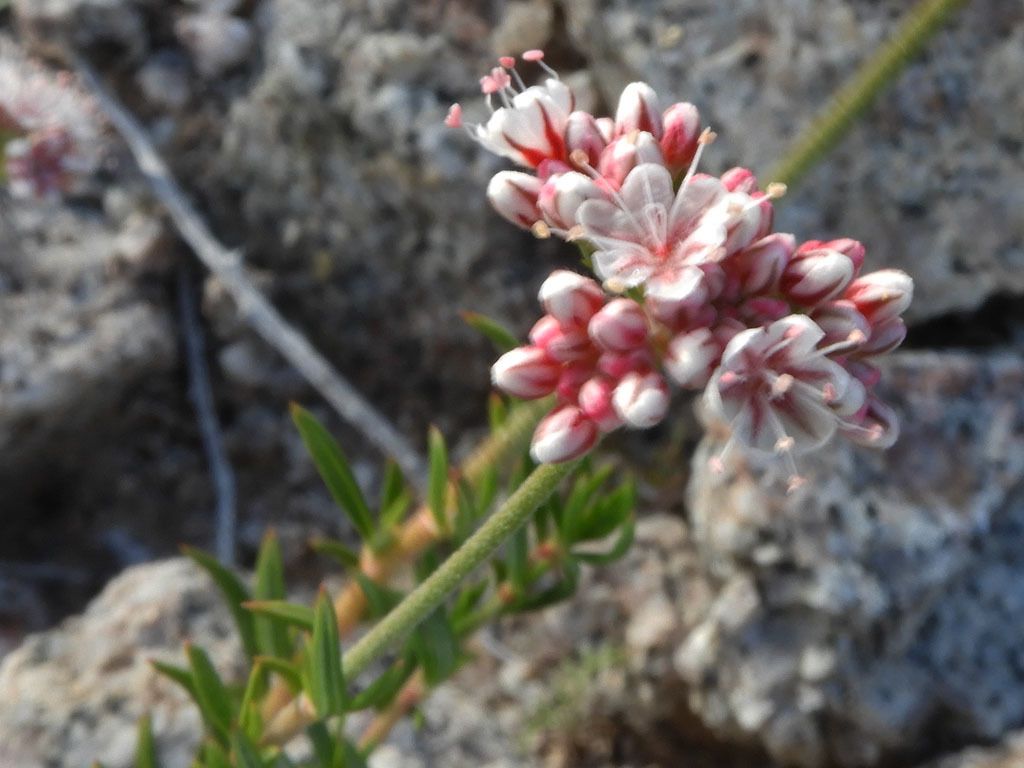 Wild buckwheats (*Eriogonum* (genus))