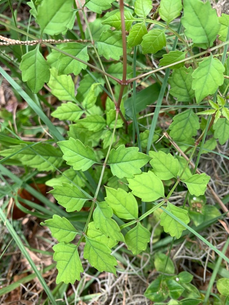 Trumpet creepers (Campsis (genus))