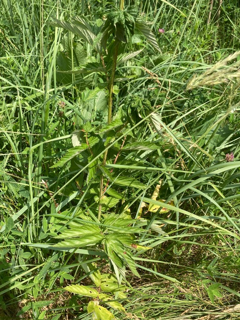 Spiraeas (Spiraea (genus))