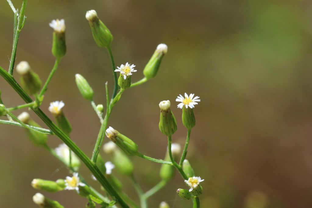 Fleabanes (*Erigeron* spp.)