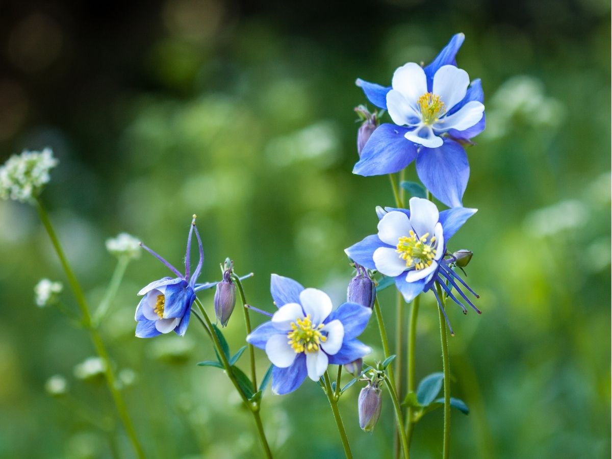 F_wildflowers-herbaceous-perennials-columbines.jpg