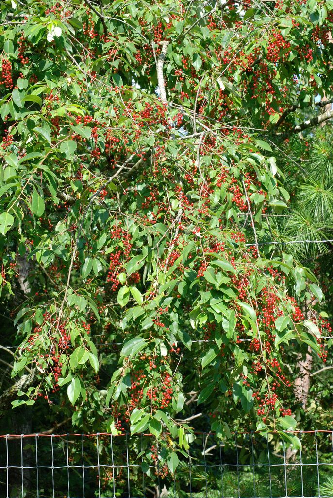 Cherries & plums (*Prunus* spp.)