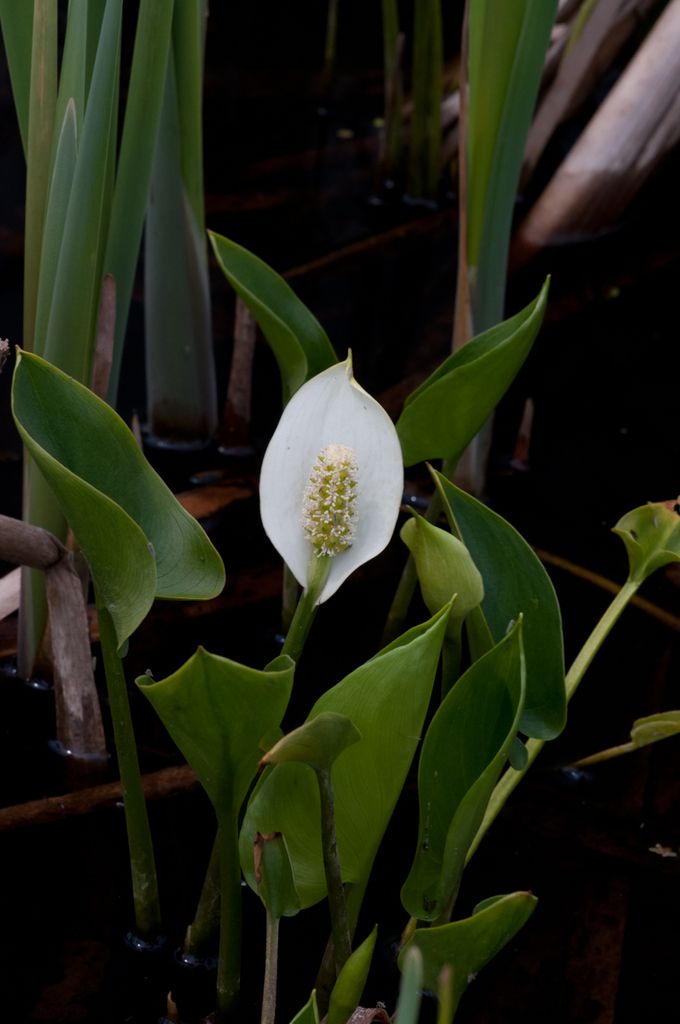 Northern Lakes and Forests