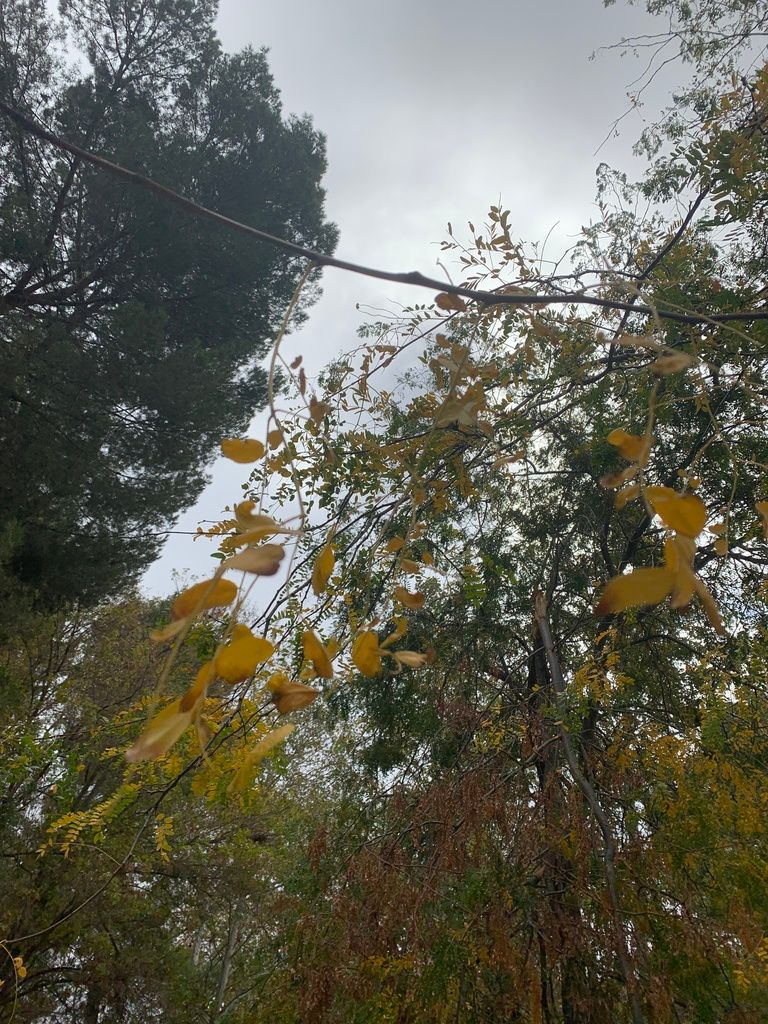 Honey locusts (native/regional) (Gleditsia spp.)