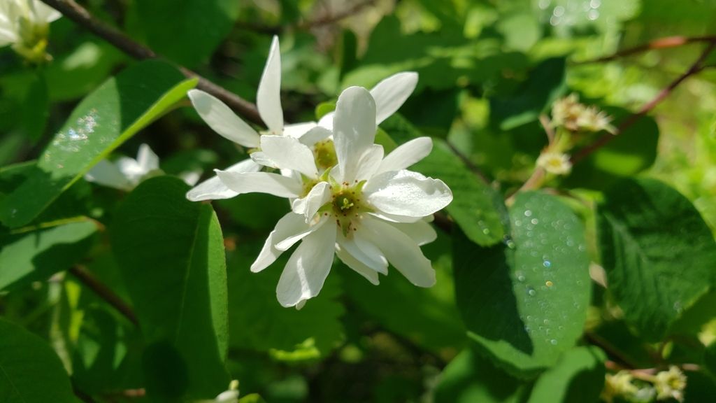 Serviceberries (Amelanchier (genus))