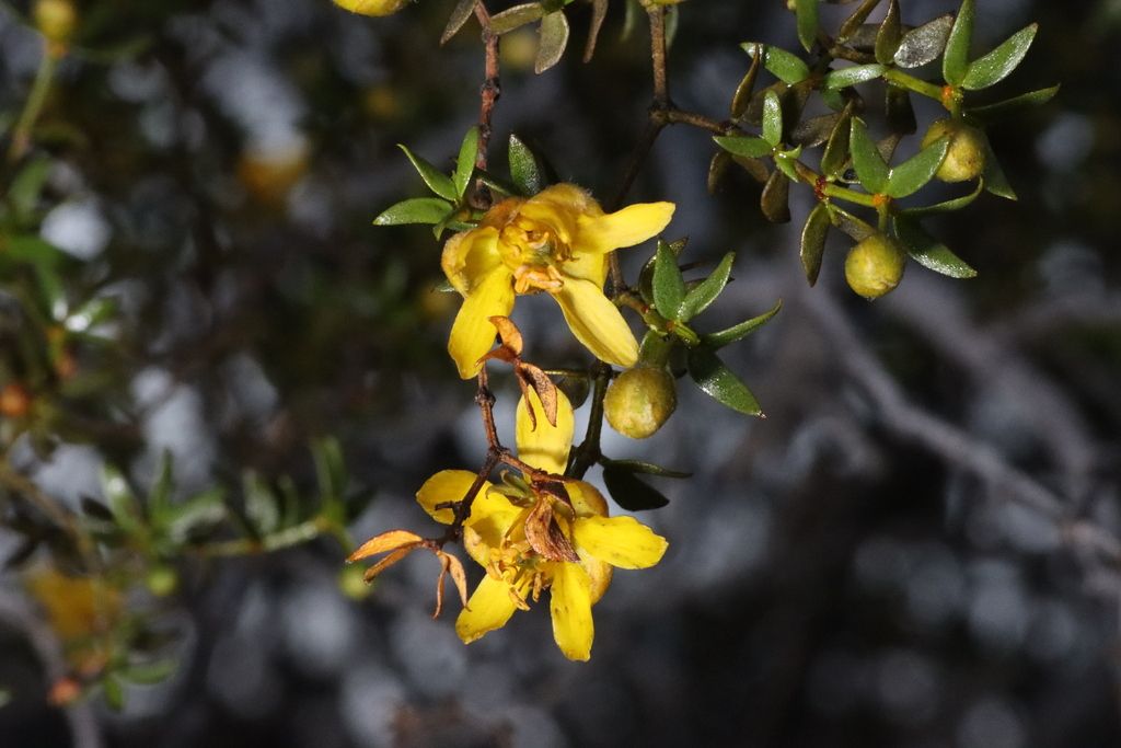 Creosote bush (*Larrea* spp.)