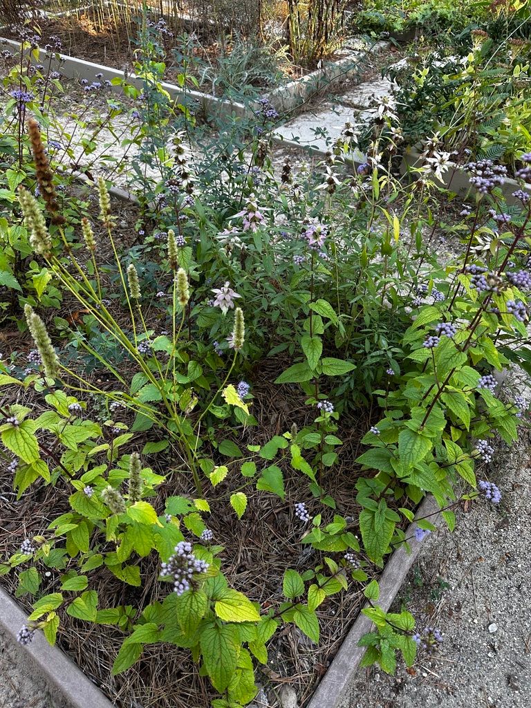 Anise hyssops (Agastache (native species))