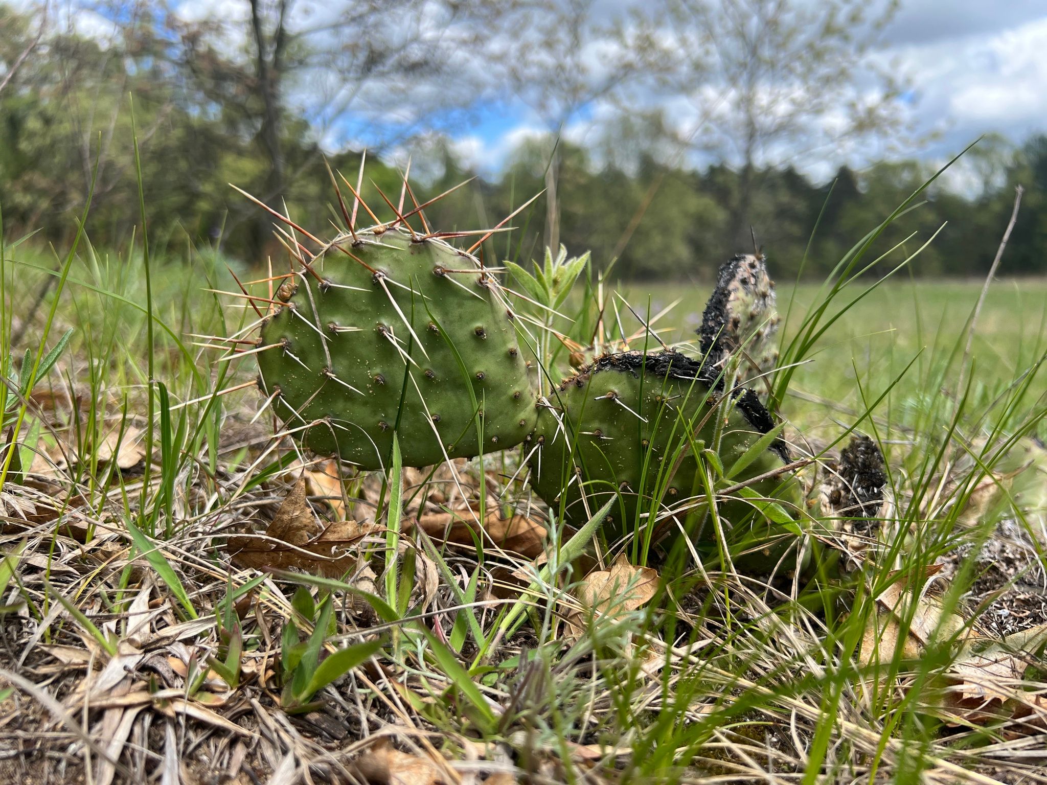 Prickly pears (*Opuntia* spp.)