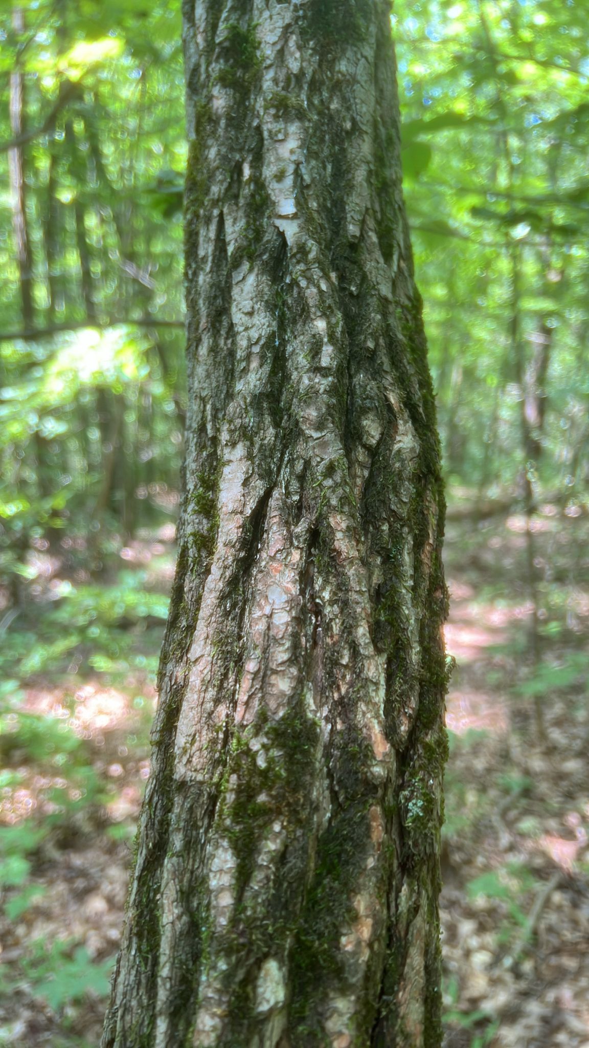 Sassafras (*Sassafras* spp.)