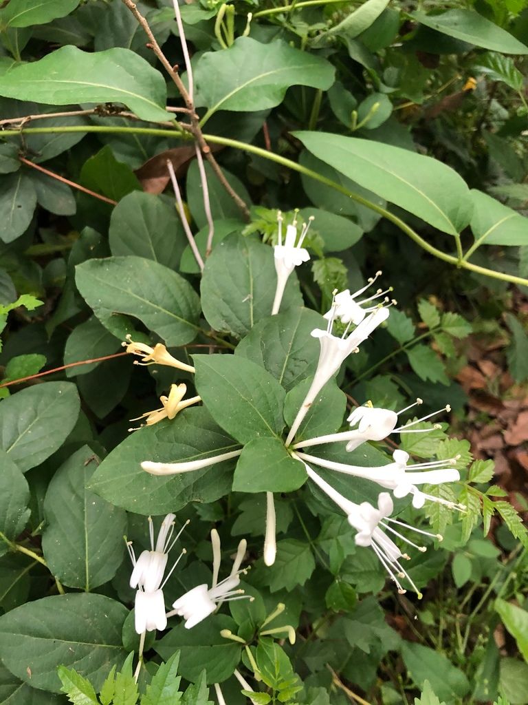 Native honeysuckles (Lonicera (native species))