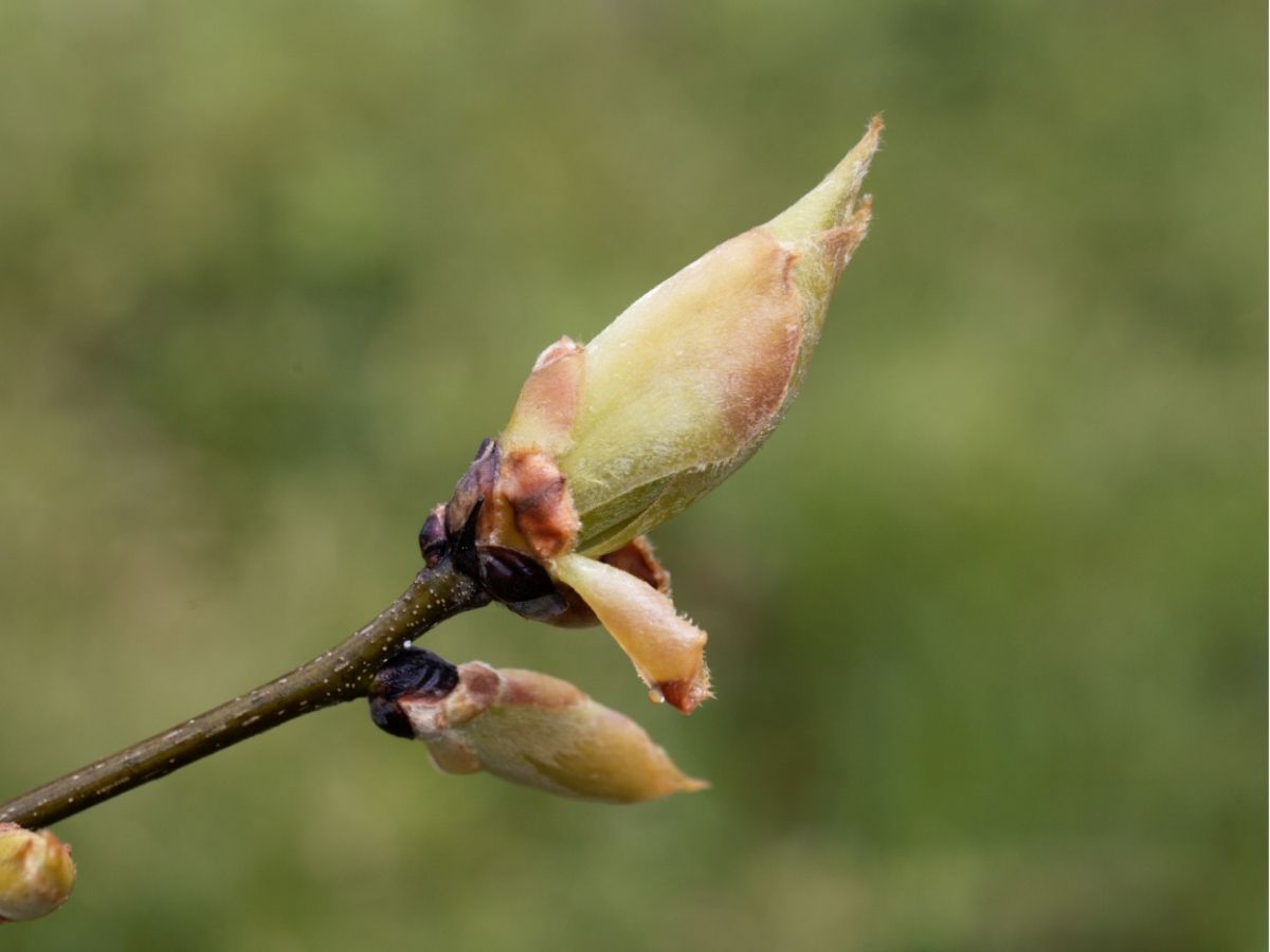 trees-hickories (3).jpg