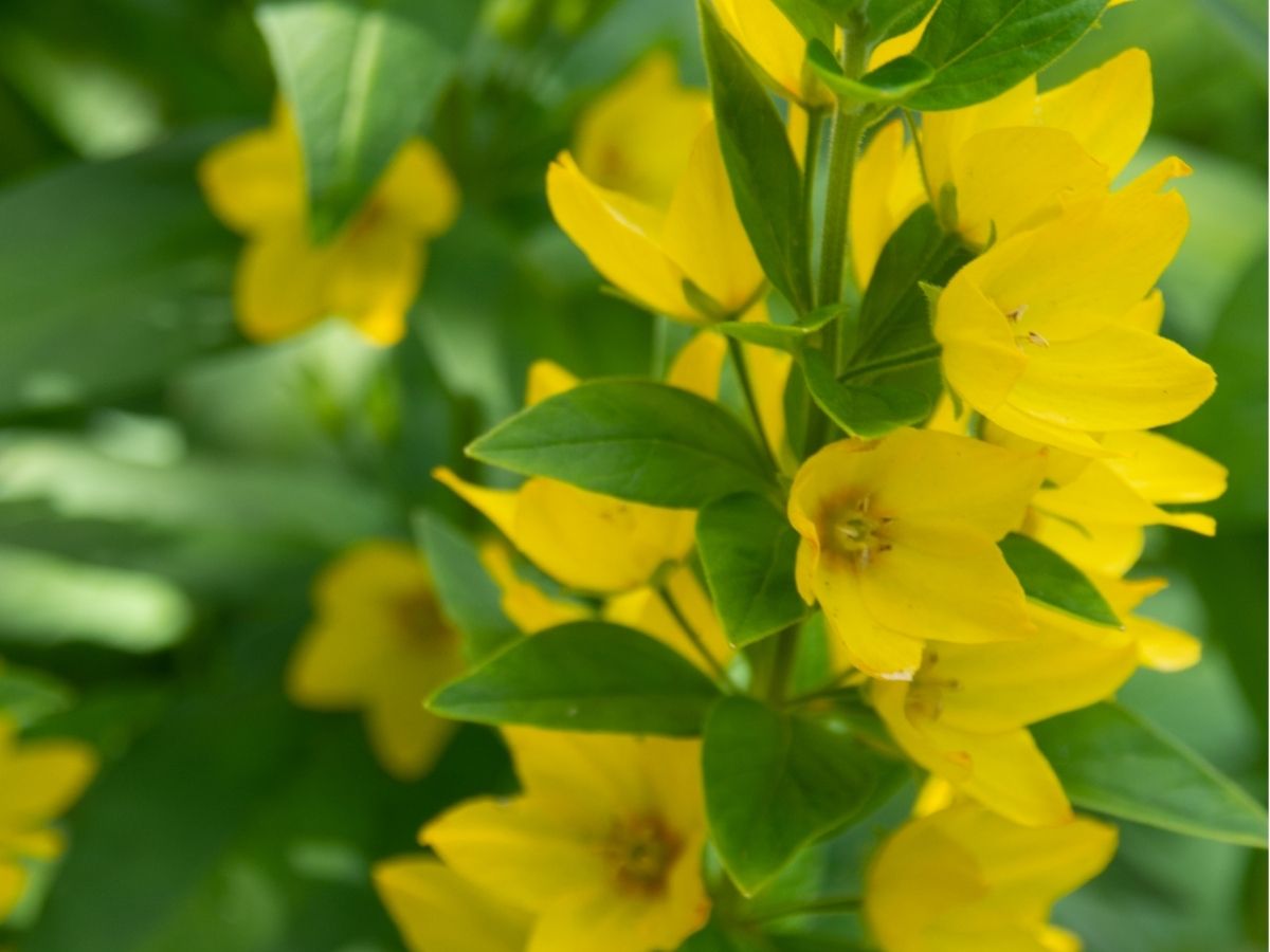 wildflowers-herbaceous-perennials-golden-alexanders (3).jpg