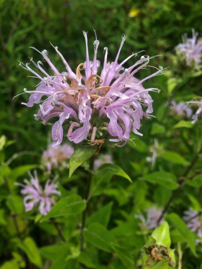 Bergamot (Monarda spp.)