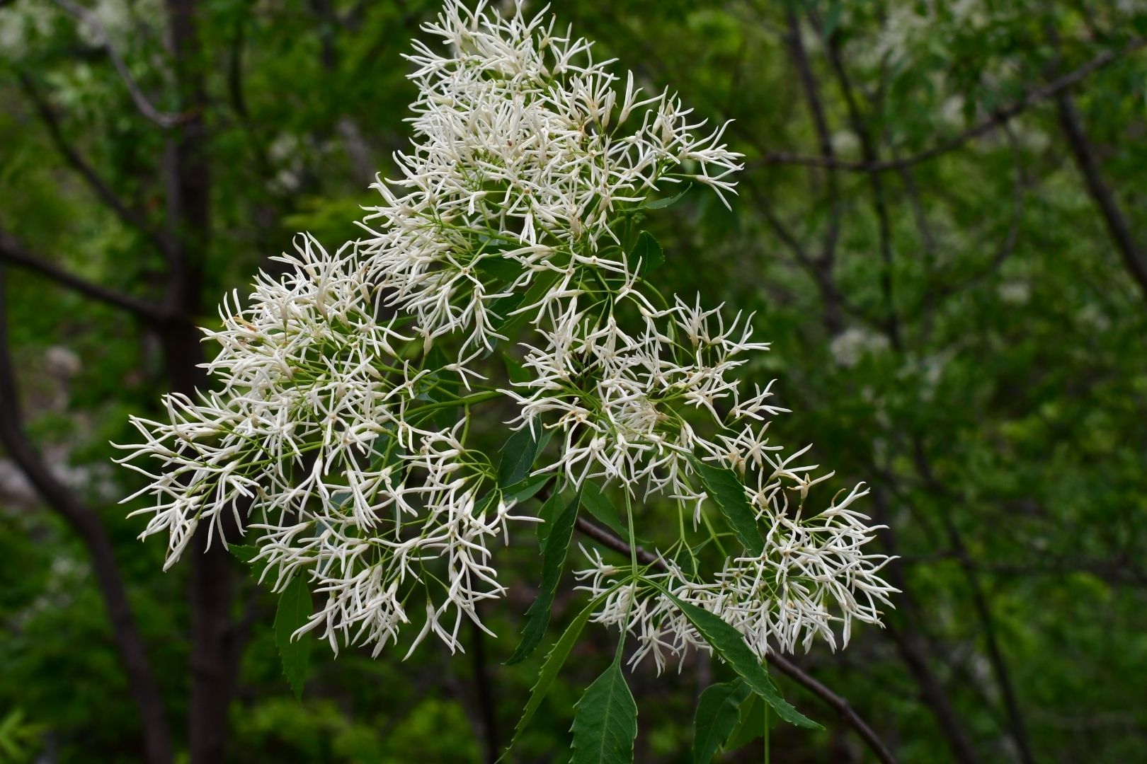 Ashes (*Fraxinus* spp.)