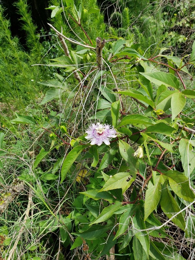 Passionflowers (Passiflora spp.)