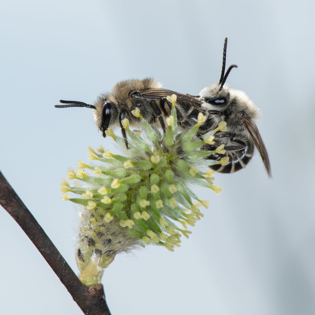 Cellophane (polyester) bees (Genus Colletes)