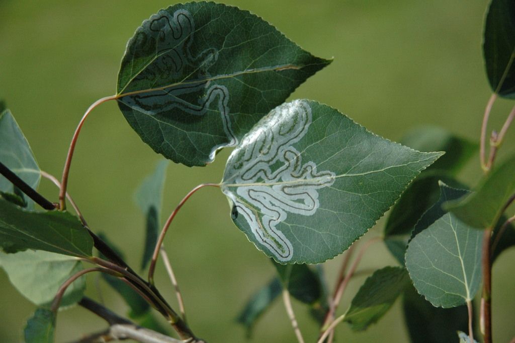 Poplars, aspens & cottonwoods (Populus)