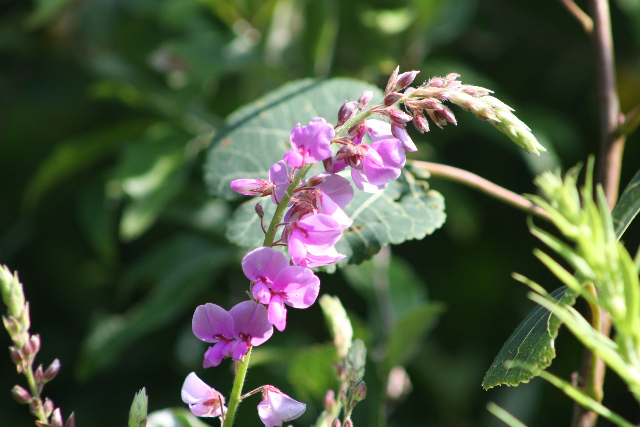 Tick-trefoils (*Desmodium* spp.)