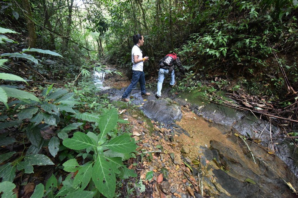 Mints (Lamiaceae (native genera))