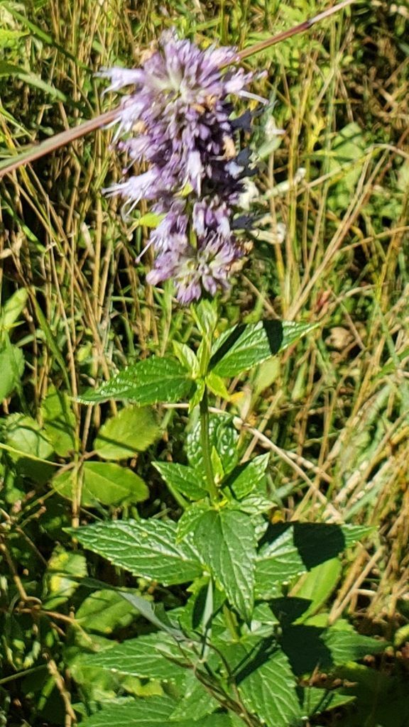 Anise hyssops (Agastache (native species))