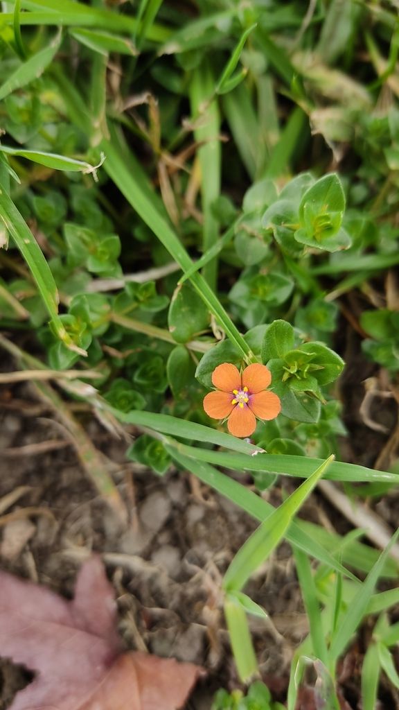 Loosestrifes (Lysimachia (native species))