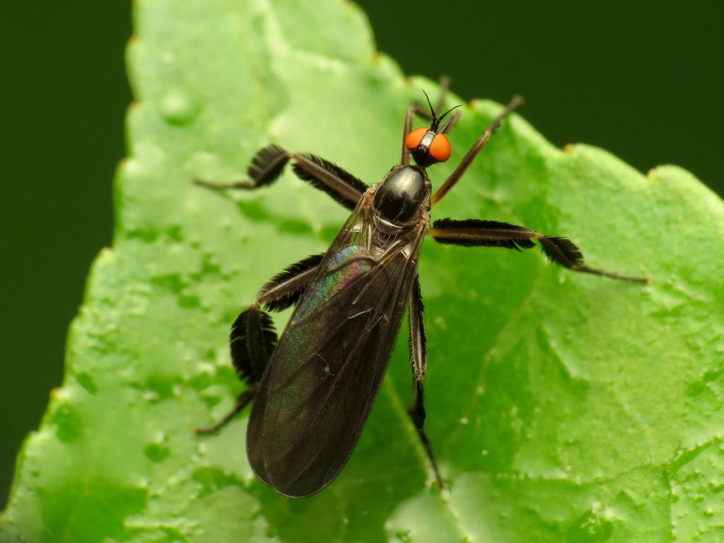 Dance flies (Family Empididae)