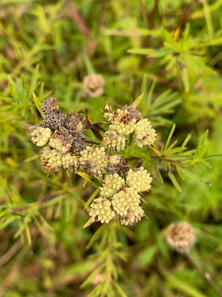Mountain mints (Pycnanthemum (genus))