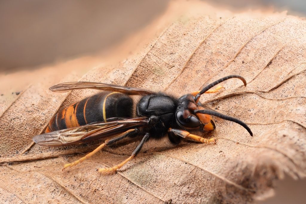 Yellowjackets & hornets (Genera Vespula and Dolichovespula)