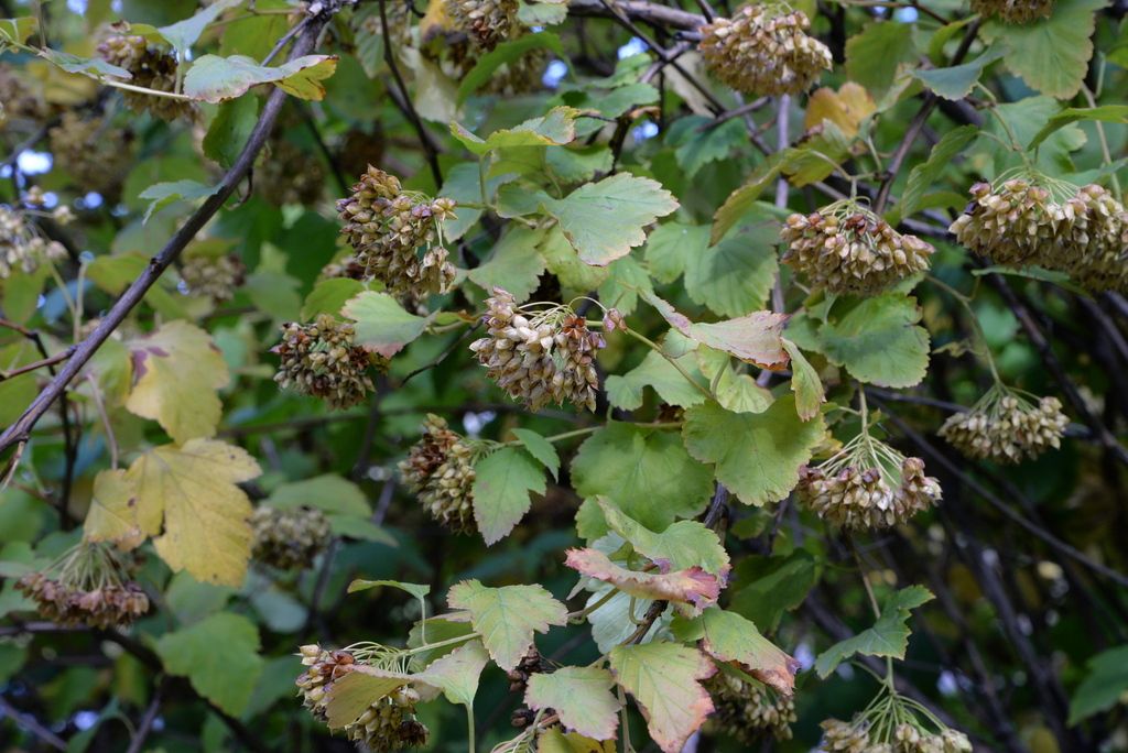 Ninebark (Physocarpus spp.)