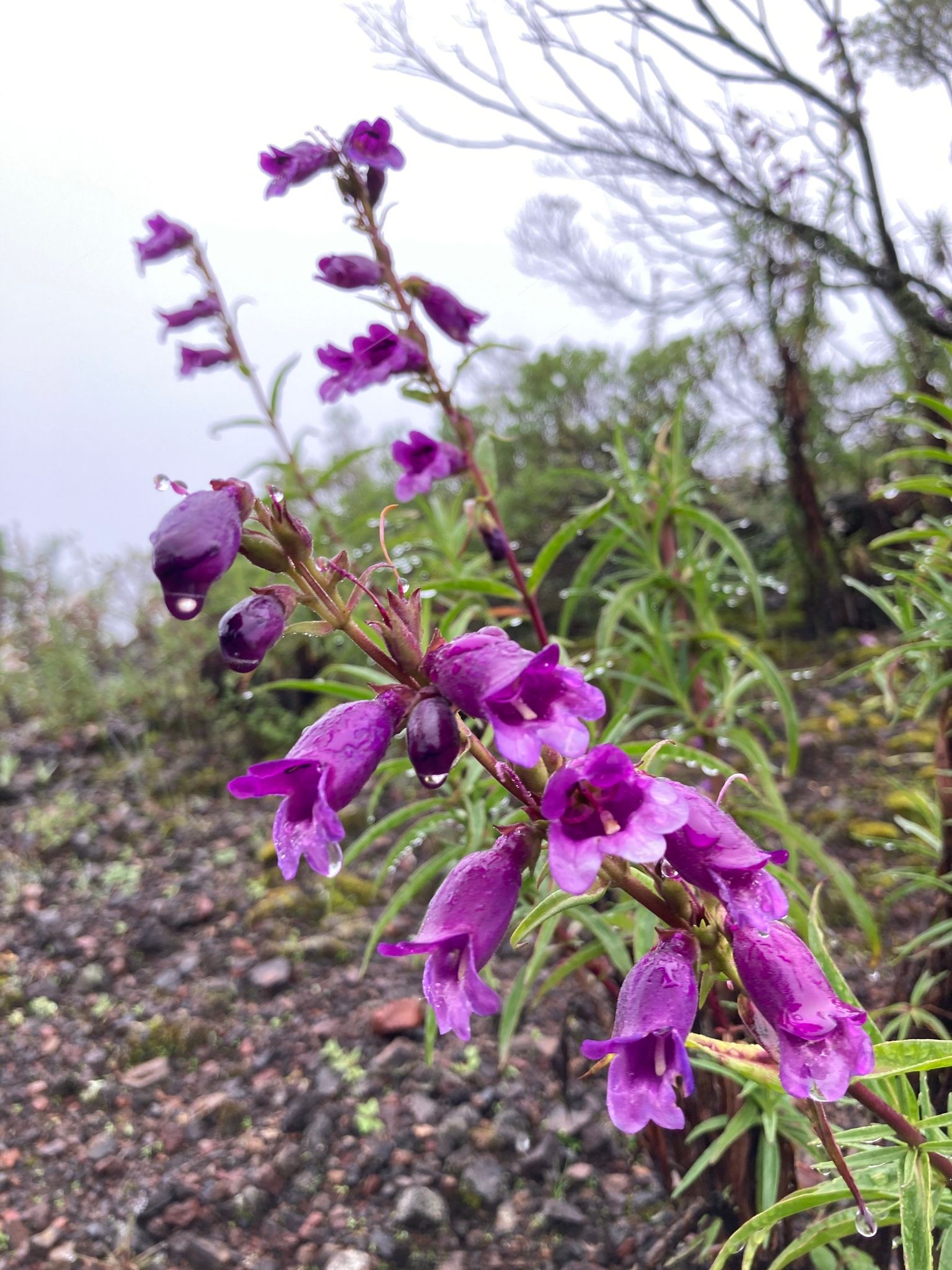 Beardtongues (*Penstemon* (Mexico spp.))