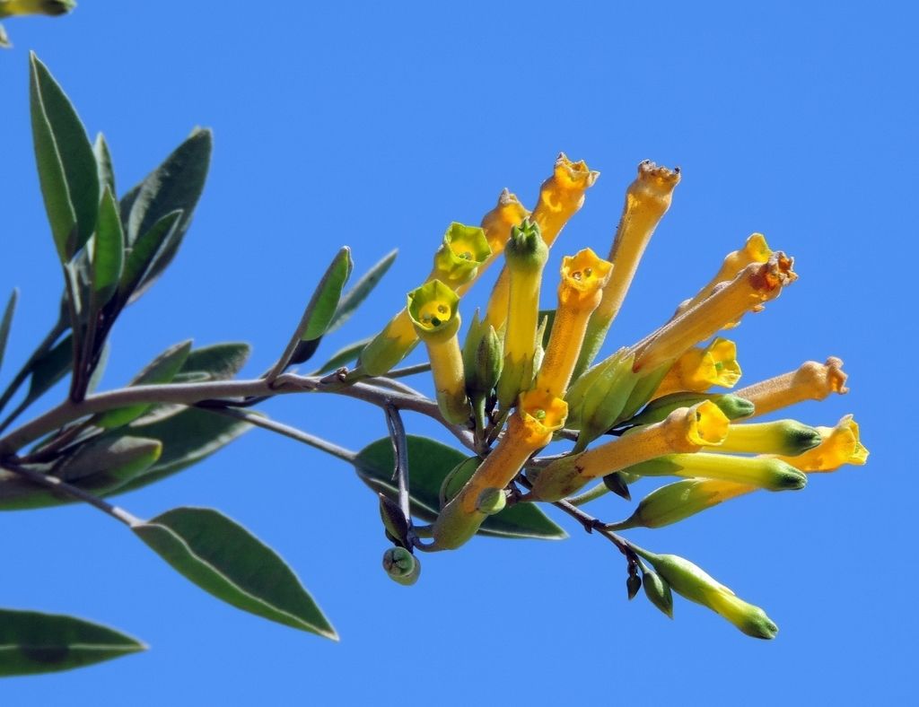 Evening-scented tobaccos (native) (*Nicotiana* (native species))