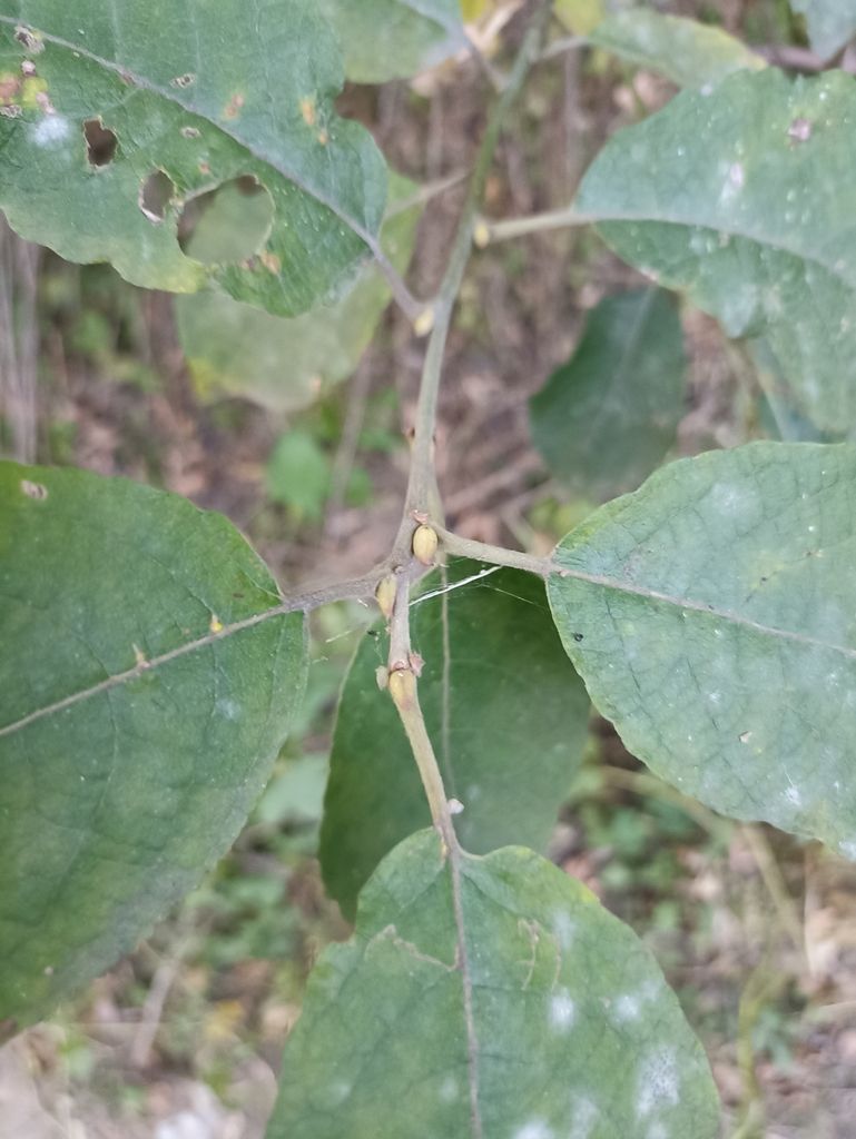 Willows (Salix spp.)