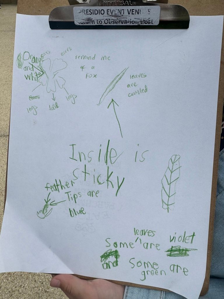 Monkeyflowers (Mimulus spp. & Erythranthe spp.)