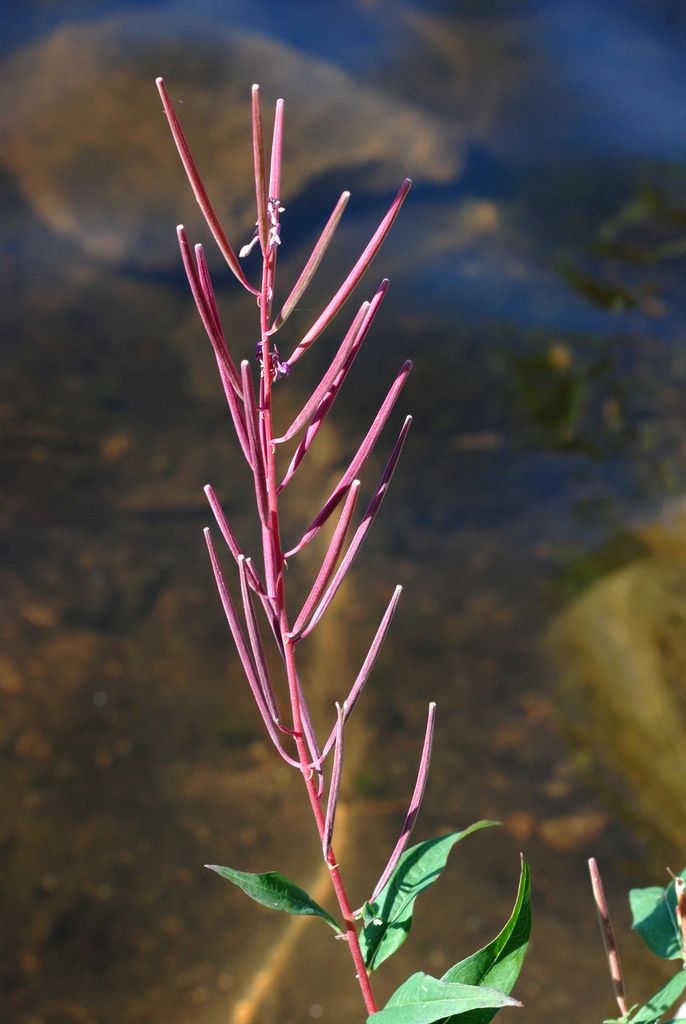 Willowherbs (Epilobium spp.)