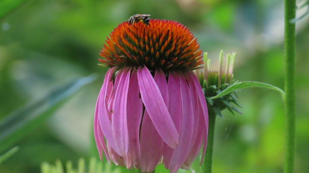Coneflowers (Echinacea (genus))