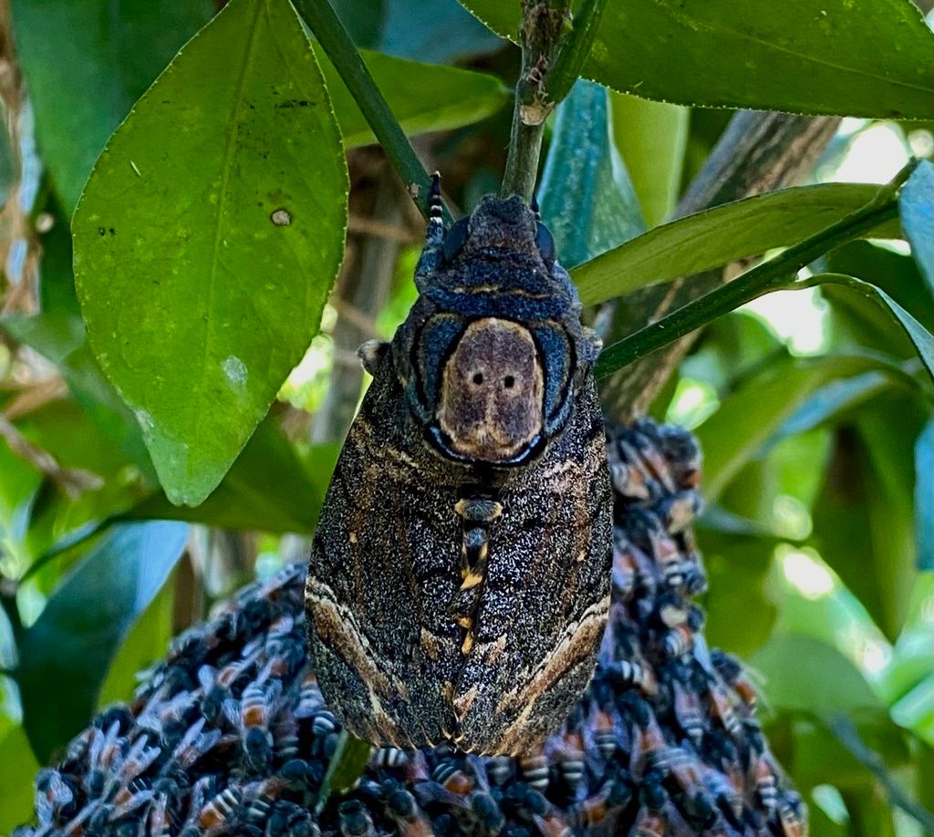 Hawk / sphinx moths (Family Sphingidae)