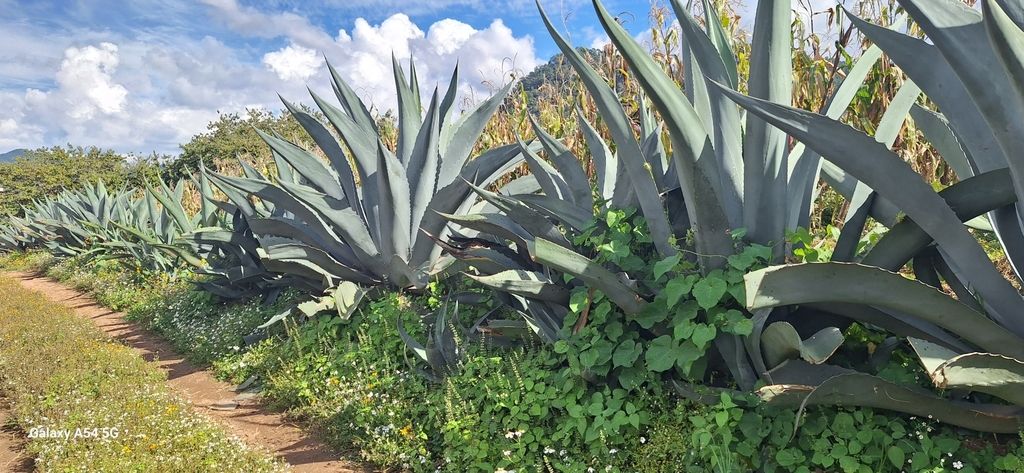 Agaves (Agave (genus))