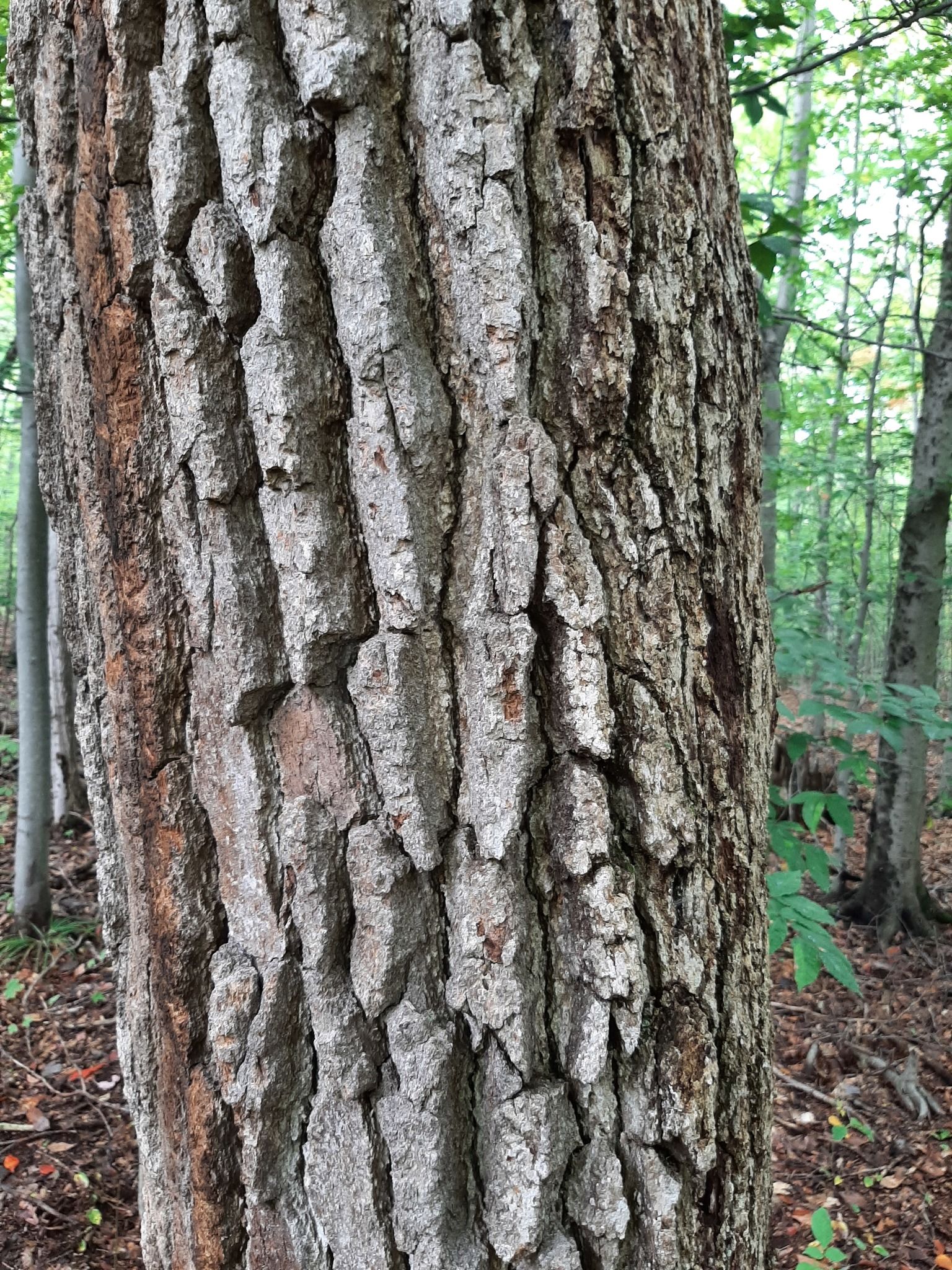 Black tupelo (*Nyssa* spp.)