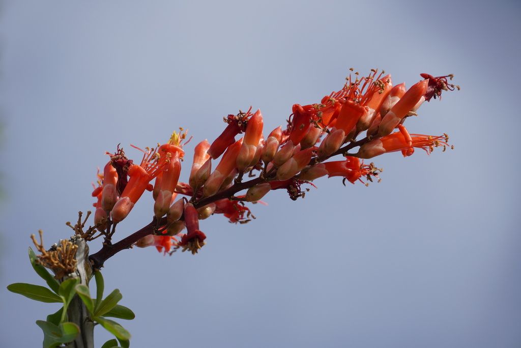 Ocotillo (Fouquieria spp.)