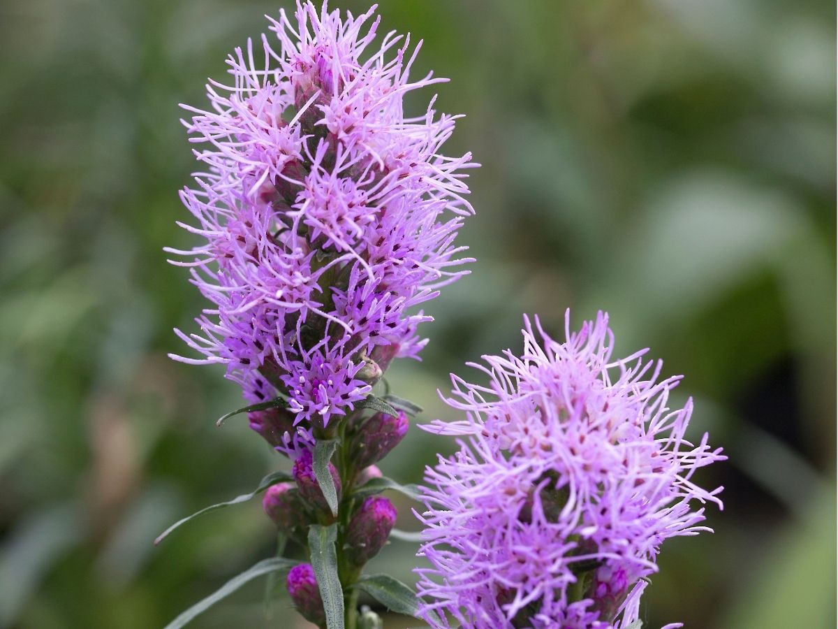 wildflowers-herbaceous-perennials-blazing-stars (5).jpg