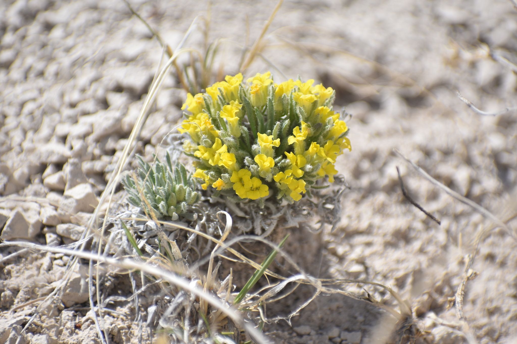 Bladderpods (*Physaria* (annual types; some species))