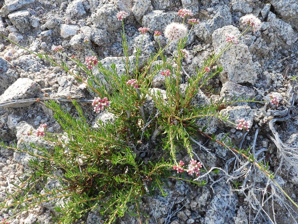 Wild buckwheats (*Eriogonum* (genus))