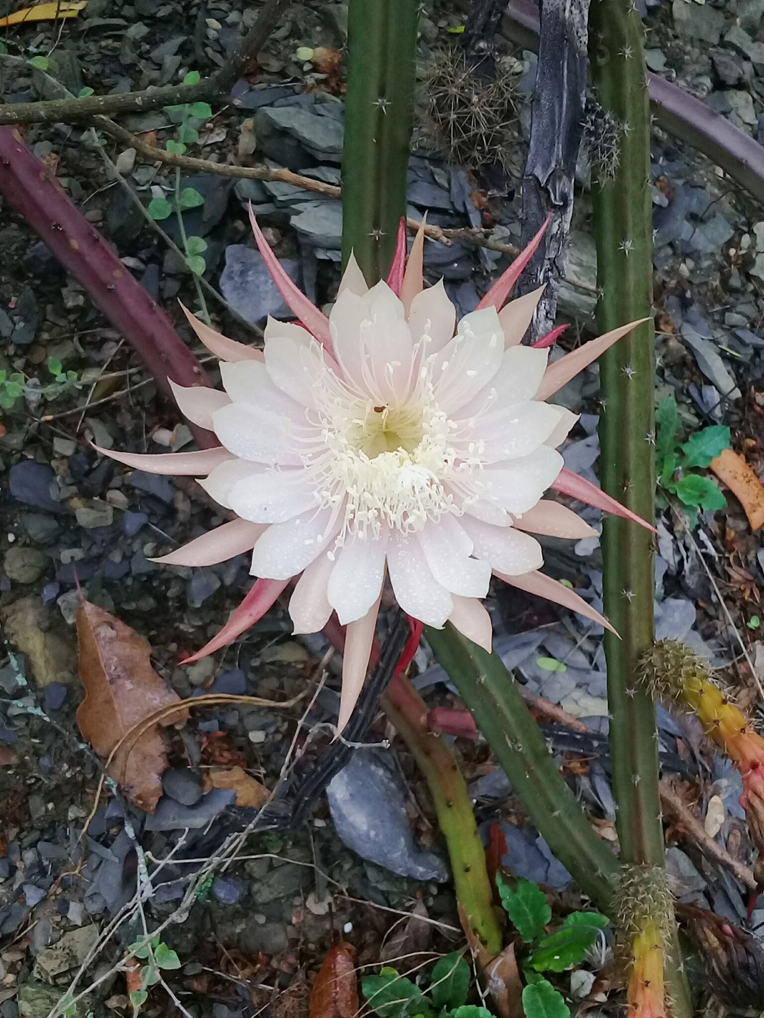 Pitayas & relatives (*Hylocereus*/*Selenicereus* spp.)