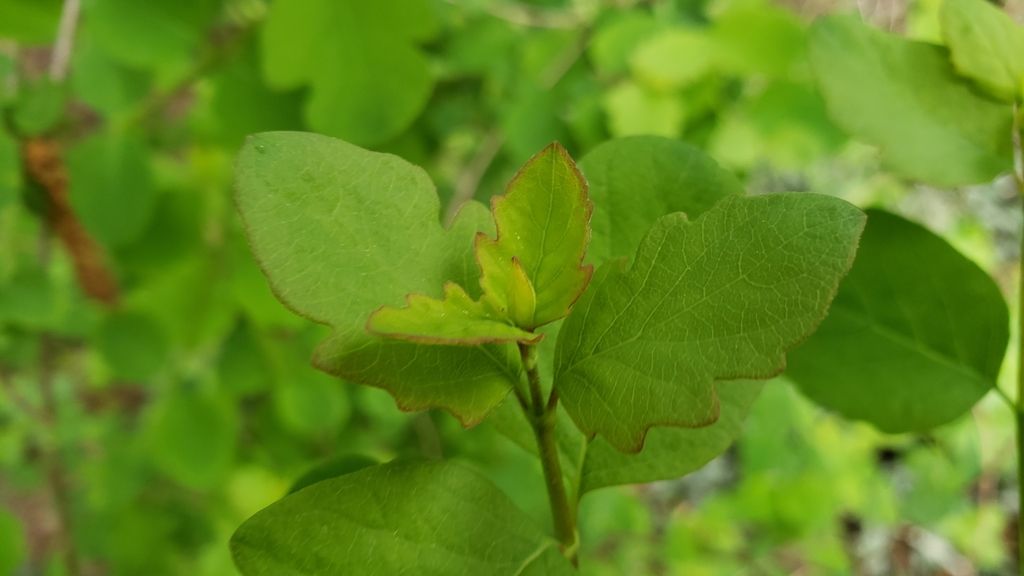 Blueberries & huckleberries (Vaccinium (genus))