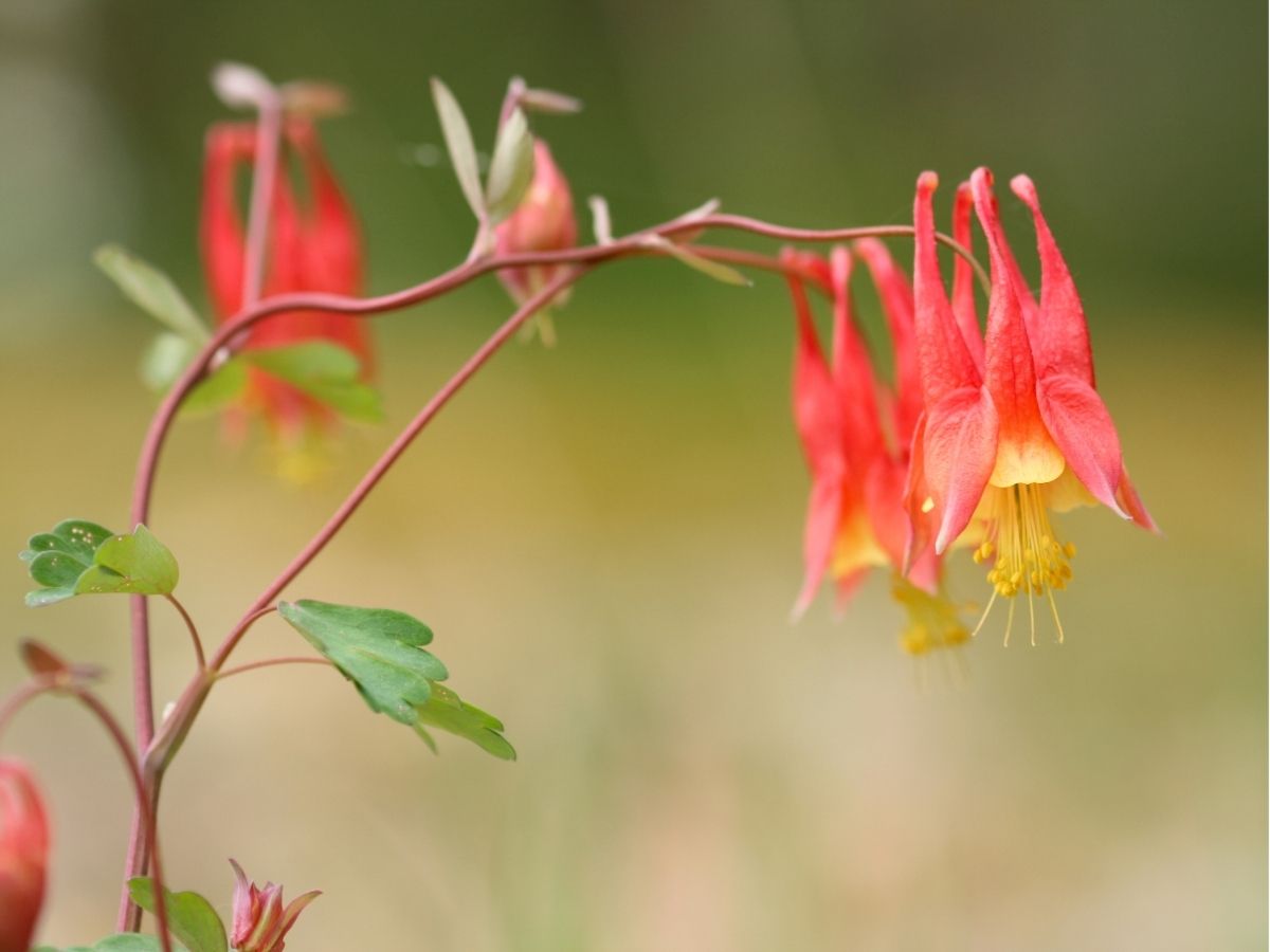 wildflowers-herbaceous-perennials-columbines (2).jpg