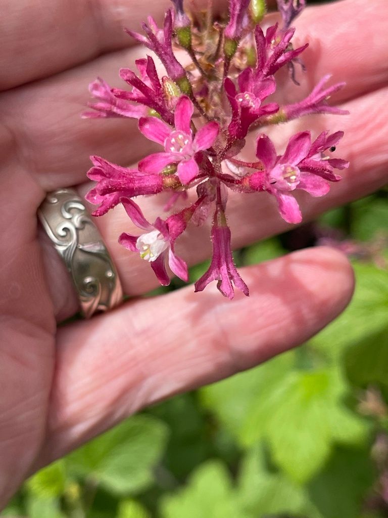 Currants & gooseberries (Ribes spp.)