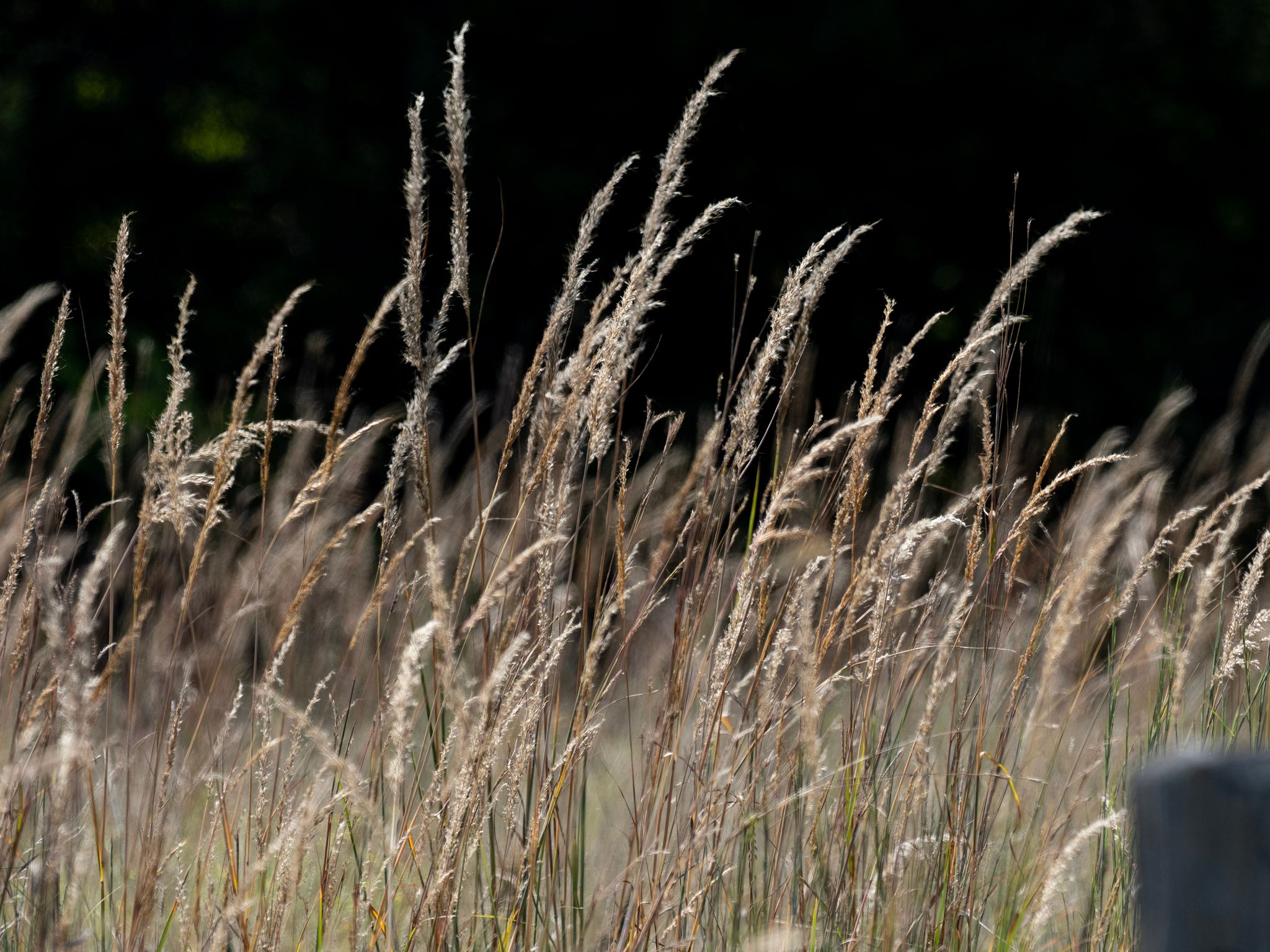 Native prairie grasses (Multiple genera (region-dependent))