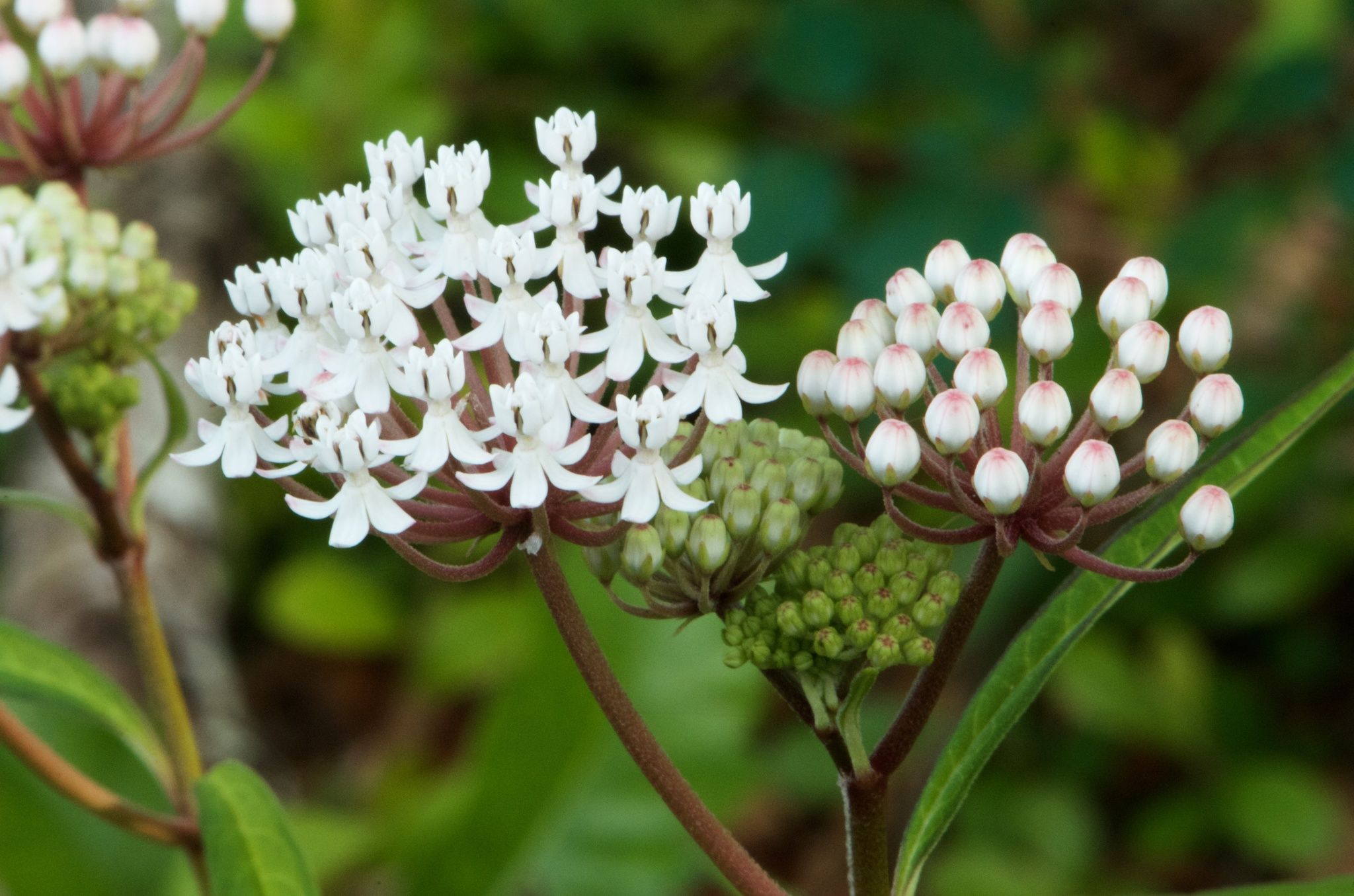 Milkweed relatives in wetlands (*Asclepias* (wetland species))