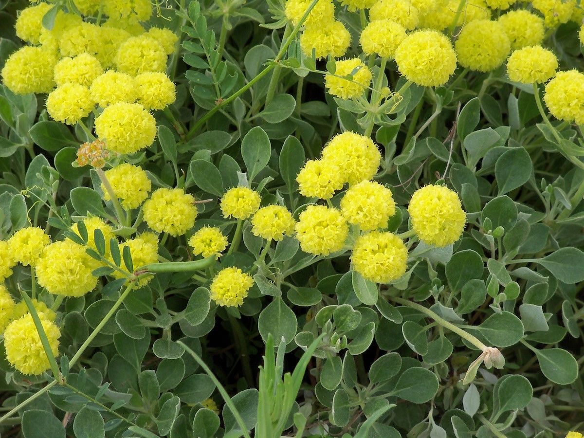 Wild buckwheats (*Eriogonum* (genus))